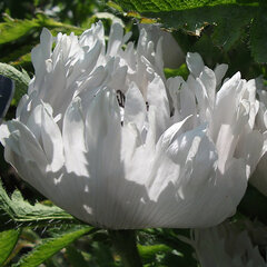 1223183_papaver_white_ruffles_01