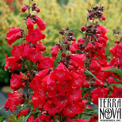 9250165_penstemon_cha_cha_cherry_01