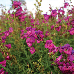 4212847_penstemon_cha_cha_purple_01