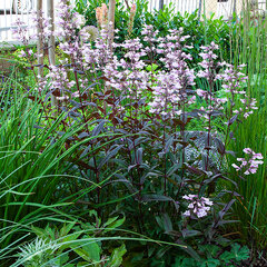 5240354_penstemon_dark_towers_08