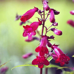 4201929_penstemon_garnet_01