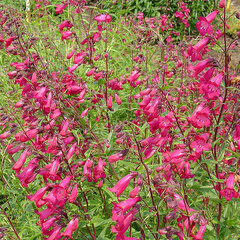4201929_penstemon_garnet_02