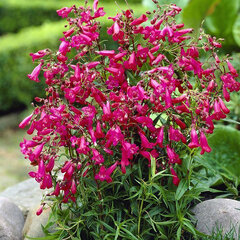 4201929_penstemon_garnet_03