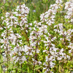 5212559_penstemon_goldfinger_01