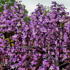 6212944_penstemon_midnight_masquerade_01