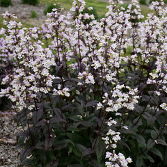 6212990_penstemon_onyx_and_pearl_01