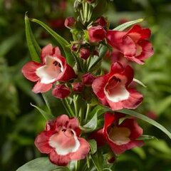 9256017_penstemon_partybells_red_01
