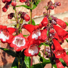 4254312_penstemon_picotee_red_01
