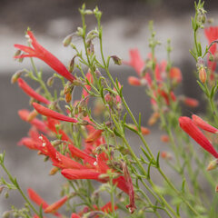 9250355_penstemon_pinifolius_01