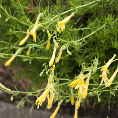 9250356_penstemon_pinifolius_mersea_yellow_01