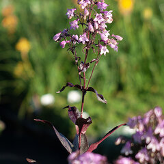 7231619_penstemon_pocahontas_01