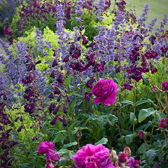 3253730_penstemon_raven_01