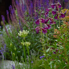 3253730_penstemon_raven_02