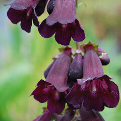 3253730_penstemon_raven_03