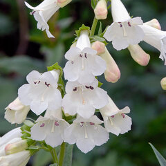 4252015_penstemon_white_bedder_01