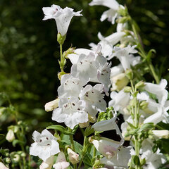 4252015_penstemon_white_bedder_03