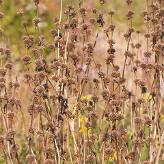 8243605_phlomis_tub