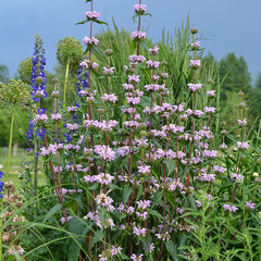 8243605_phlomis_tub_9