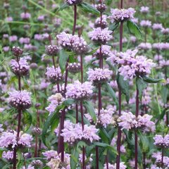 3250127_phlomis_tuberosa_03
