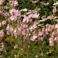 4222334_sidalcea_elsie_heugh_01