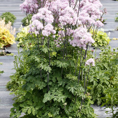 8241150_thalictrum_nimbus_pink_01