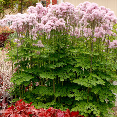 8241150_thalictrum_nimbus_pink_03