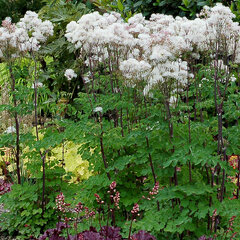 5241151_thalictrum_nimbus_white_01