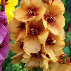 5253080_verbascum_honey_dijon_01