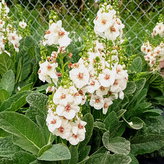 6212924_verbascum_jackie_in_spots_01
