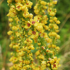 3221907_verbascum_nigrum_01