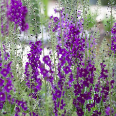 06202081_verbascum_phoen