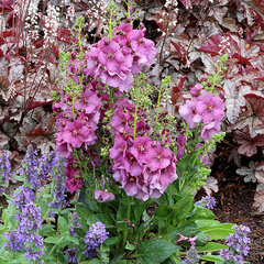 5211340_verbascum_plum_smokey_01