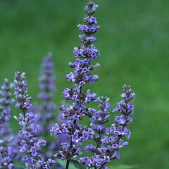9233325_vitex_blue_diddley_01