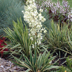 6232956_yucca_bright_edge_01