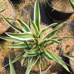 9230592_yucca_ivory_towers_01