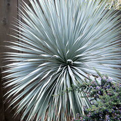 7233943_yucca_sapphire_skies_01