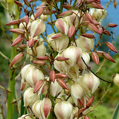 6233944_yucca_variegata_01
