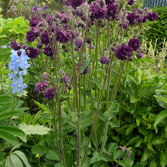 2250165_aquilegia_black_barlow_01