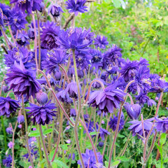 6230062_aquilegia_blue_barlow_01