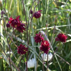 6231386_aquilegia_bordeaux_barlow_01