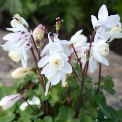 05202012_aquilegia_cameo_white_01