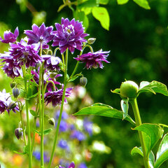 3230069_aquilegia_christa_barlow_01
