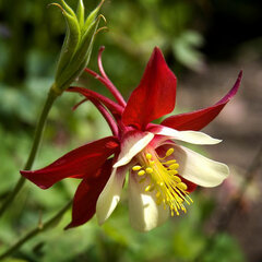 7241462_aquilegia_crimson_star_03