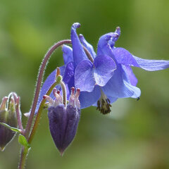 2233720_aquilegia_navy_blue_02