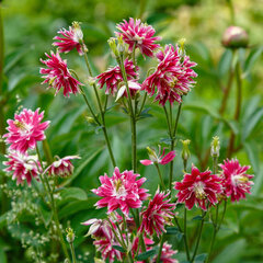 9221306_aquilegia_nora_barlow_02