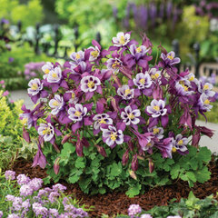 9213096_aquilegia_purple_white_01
