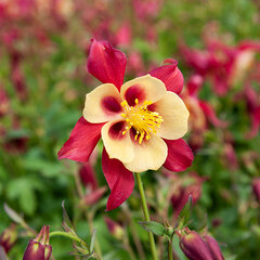 9213097_aquilegia_red_yellow_06