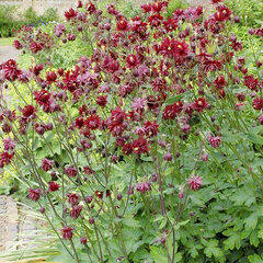 3221866_aquilegia_ruby_port_01