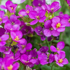 3252603_arabis_aubris_deep_rose_01