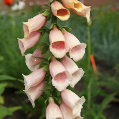 09201706_digitalis_apricot_beauty_01